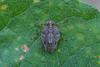 Issus coleoptratus